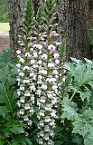 Acanthus mollis_2